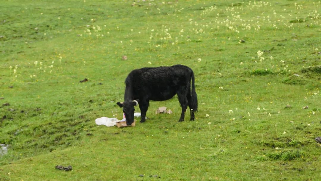 騰訊公益：去西藏，完成一場沒有盡頭的朝圣