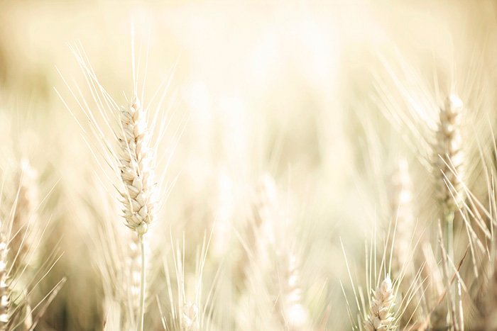 5分鐘讓你學懂景深的應用技巧