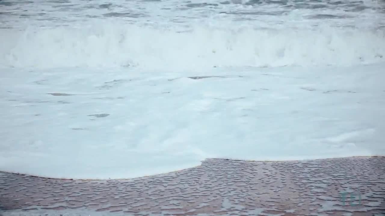 飛鳥(niǎo)和新酒新品形象片